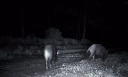 Domuz sürüsü fotokapana yakalandı