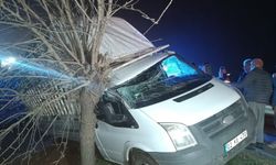 Kamyonet şarampolde ağaca çarptı: 1 yaralı