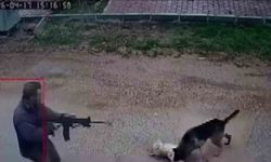Kavga eden sokak köpeklerine tüfekle ateş edip bir köpeği öldürdü