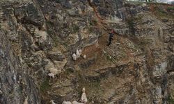 Kayalıklardaki sürüye cansiparane kurtarma