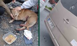 'Köpeğe çarptın' tartışması kamerada