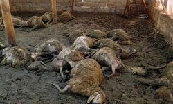 Malatya'da ağıla giren kurt 30 koyunu telef etti