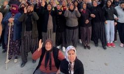 Mersin'de ormanlık alana ekili narenciye bahçelerinin kaldırılması kararına tepki