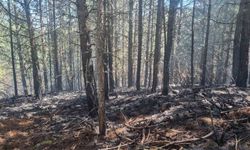 Orman yangını kontrol altına alındı