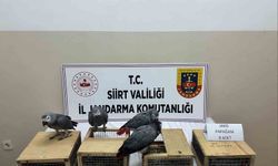 Siirt'te 8 jako papağan ele geçirildi