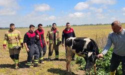 Su kanalına düşen inek itfaiye ekipleri tarafından kurtarıldı