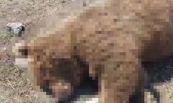 TIR'ın çarptığı boz ayı telef oldu