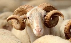 Çeşme sakızı ile Fransız koçunu birleştirdi, verimi katladı