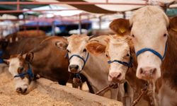 Kurbanlık fiyatları belli oldu