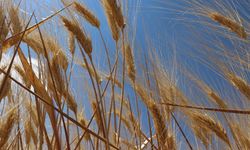 Hububatta rekolte beklentisi yükseldi