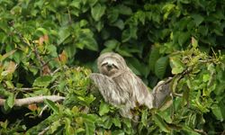 ABD’de 31 tembel hayvan 'uygun koşullarda tutulmadığı' için öldü