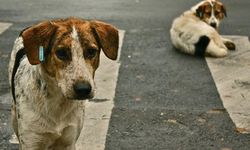 Mayıs'a kadar 'toplamayan' belediyeler savcılığa verilecekmiş