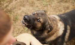 Türkiye genelinde sokak hayvanlarının yüzde 75'i toplandı