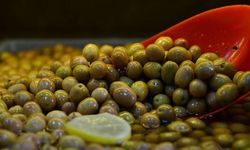 Türkiye'nin 40 yıllık zeytin devi iflasın eşiğinde