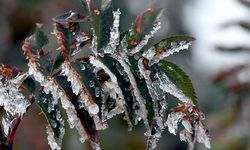 Bakanlıktan zirai don uyarısı