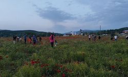 Gören 100 araçtan 95'i duruyor