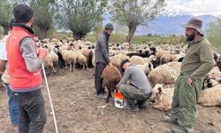Türkiye’de bir ilk! Afganistan’dan çoban getirildi