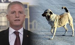 Vali Gül’den belediyelere ultimatom: Sokaklarda tek bir köpek bulunmayacak