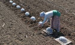 Turfanda karpuz dikimi çiftçileri zorluyor
