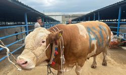 Bursa'da kurbanlık şampiyonu görücüye çıktı