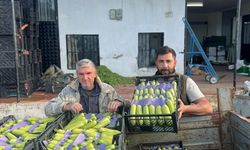 İznik'te mevsimin ilk kabak hasadı