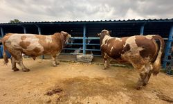 Bursa'daki kurbanlık pazarında hareketlilik