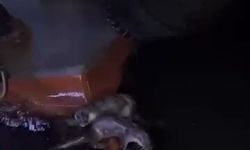 Bursa’da su samurlarının balık ziyafeti kamerada