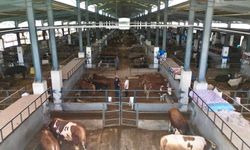 4 bine yakın kurbanlık alıcı buldu