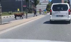 Arnavutköy'de kaçan kurbanlığın ortalığı birbirine kattığı anlar kamerada
