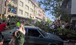 Devrilen ağacın altında kalan motosiklet sürücüsünün durumu ağır