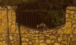 Elazığ'da aç kalan tilki tavuğu böyle götürdü