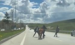 Erzurum'da bir kurban klasiği: Kaçan kurbanlıklar trafiği birbirine kattı
