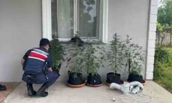 Evini kenevir bahçesine çeviren şahıs yakalandı