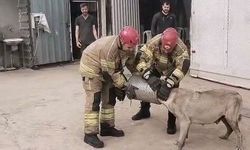 Hava filtresine sıkışan köpek kurtarıldı