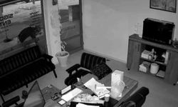 İş yeri önündeki saksıdaki çiçekleri söküp alıp gitti