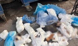 İzmir'deki kedi vahşetinde veteriner hekim serbest kaldı, başsavcılık itiraz etti