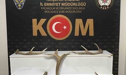 Kırşehir'de iş yerinde kızıl geyik boynuzu ele geçirildi