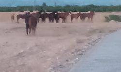 Malatya'da çiftlikten kaçan atlar ekipleri alarma geçirdi