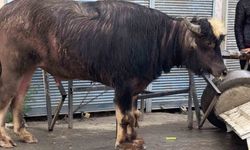 Sahibinin elinden kaçan dana yaşlı adamı yere savurdu