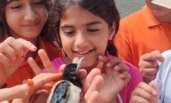 Saksağan yavrusu itfaiye ekiplerince yuvasına kavuşturuldu