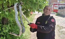 Yılanın hedefindeki kuş yavrularını itfaiye kurtardı