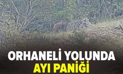 Orhaneli yolunda ayı paniği