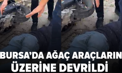Bursa'da seyir halindeki araçların üzerine ağaç devrildi: 1 kişi yaralandı