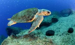 Caretta carettaların yumurtlama dönemi başladı