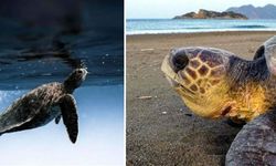 Caretta carettaların yumurtlama dönemi başladı