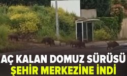 Aç kalan domuz sürüsü şehir merkezine indi