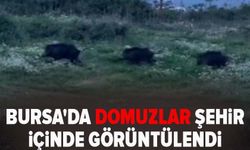 Bursa'da domuzlar şehir içinde görüntülendi