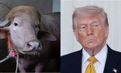 "Donald Trump" Benzerliği Hayatını Kurtardı!