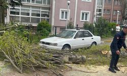Şiddetli rüzgar nedeniyle ağaç devrildi