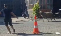 Sahibinin elinden kaçan kurbanlık koç sanayiyi birbirine kattı